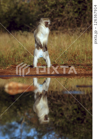 Vervet monkey standing up along waterhole with reflection in Kruger National park, South Africa ; Specie Chlorocebus pygerythrus family of Cercopithecidae Vervet monkey standing up along waterhole with reflection in Kruger National park, South Africa ; Specie Chlorocebus pygerythrus family of Cercopithecidae 126367914