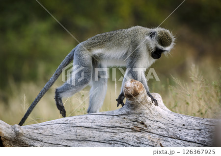 Vervet monkey walking on a stump in Kruger National park, South Africa ; Specie Chlorocebus pygerythrus family of Cercopithecidae 126367925
