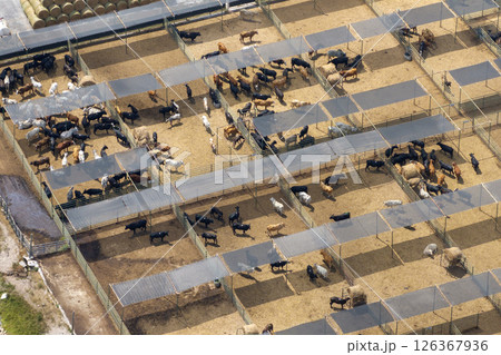 Commercial cattle stockyard with meat cows in rural Florida. Feeding of livestock on farm feedlot in USA Commercial cattle stockyard with meat cows in rural Florida. Feeding of livestock on farm feedlot in USA 126367936