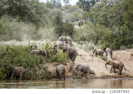 Small group of African bush elephants drinking in riverside in Kruger National park, South Africa ; Specie Loxodonta africana family of Elephantidae 126367942