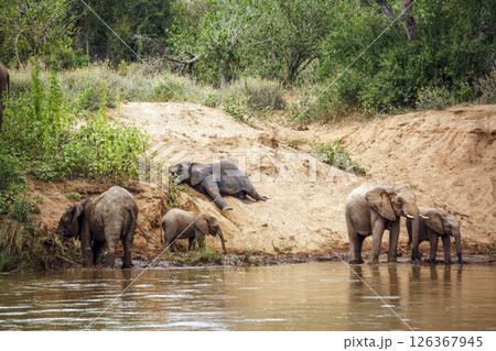 Small group of African bush elephants drinking in riverside in Kruger National park, South Africa ; Specie Loxodonta africana family of Elephantidae Small group of African bush elephants drinking in riverside in Kruger National park, South Africa ; Specie Loxodonta africana family of Elephantidae 126367945