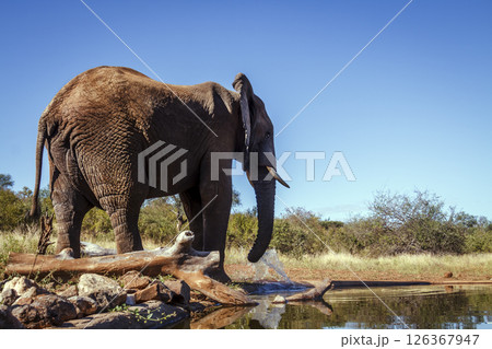 African bush elephant drinking in waterhole isolated in blue sky in Kruger National park, South Africa ; Specie Loxodonta africana family of Elephantidae African bush elephant drinking in waterhole isolated in blue sky in Kruger National park, South Africa ; Specie Loxodonta africana family of Elephantidae 126367947