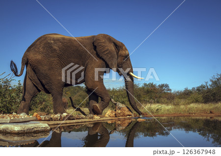 African bush elephant drinking in waterhole isolated in blue sky  in Kruger National park, South Africa ; Specie Loxodonta africana family of Elephantidae 126367948