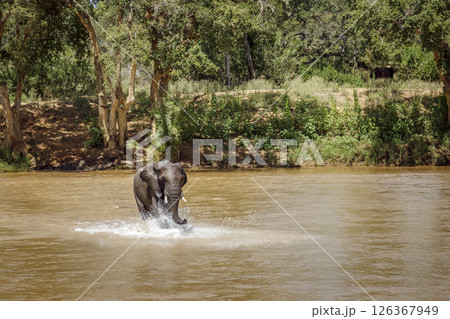 African bush elephant running and splashing crossing river in Kruger National park, South Africa ; Specie Loxodonta africana family of Elephantidae African bush elephant running and splashing crossing river in Kruger National park, South Africa ; Specie Loxodonta africana family of Elephantidae 126367949