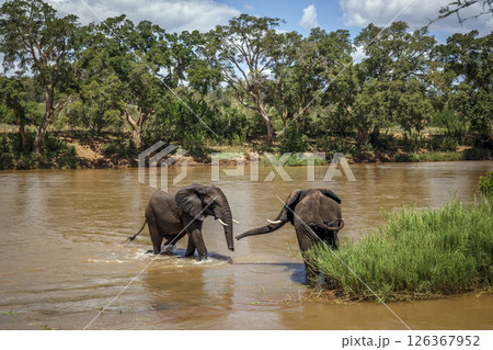 Two African bush elephant meeting in middle of a river in Kruger National park, South Africa ; Specie Loxodonta africana family of Elephantidae 126367952