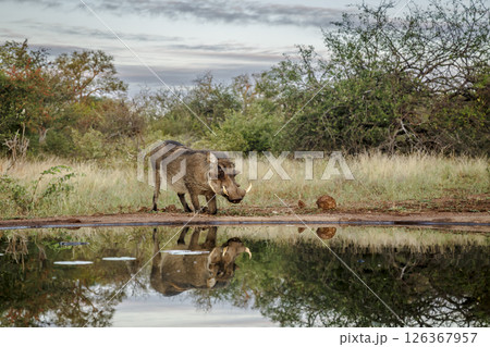 Common warthog along waterhole with reflection in greater Kruger National park, South Africa ; Specie Phacochoerus africanus family of Suidae Common warthog along waterhole with reflection in greater Kruger National park, South Africa ; Specie Phacochoerus africanus family of Suidae 126367957