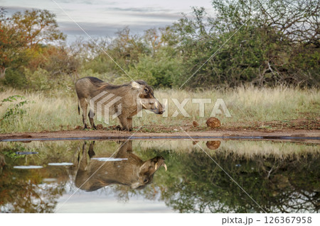 Common warthog along waterhole with reflection in greater Kruger National park, South Africa ; Specie Phacochoerus africanus family of Suidae 126367958