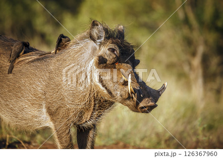 Common warthog  portrait with oxpecker in greater Kruger National park, South Africa ; Specie Phacochoerus africanus family of Suidae 126367960