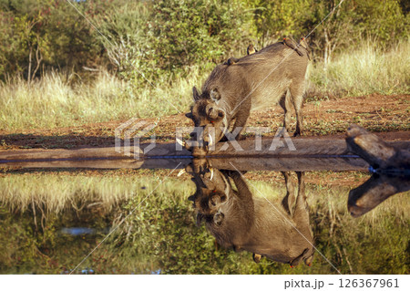 Common warthog drinking with a oxpecker cleaning crew in greater Kruger National park, South Africa ; Specie Phacochoerus africanus family of Suidae 126367961