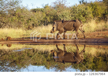 Common warthog standing along waterhole with group of oxpecker in greater Kruger National park, South Africa ; Specie Phacochoerus africanus family of Suidae 126367964