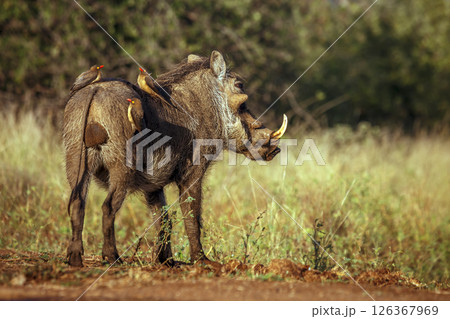 Common warthog rear view with oxpecker cleaning crew in greater Kruger National park, South Africa ; Specie Phacochoerus africanus family of Suidae Common warthog rear view with oxpecker cleaning crew in greater Kruger National park, South Africa ; Specie Phacochoerus africanus family of Suidae 126367969
