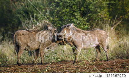 Two Common warthog fighting face to face in greater Kruger National park, South Africa ; Specie Phacochoerus africanus family of Suidae Two Common warthog fighting face to face in greater Kruger National park, South Africa ; Specie Phacochoerus africanus family of Suidae 126367970