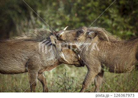 Two Common warthog fighting face to face in greater Kruger National park, South Africa ; Specie Phacochoerus africanus family of Suidae Two Common warthog fighting face to face in greater Kruger National park, South Africa ; Specie Phacochoerus africanus family of Suidae 126367973