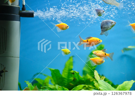 Colorful exotic fish swimming in deep blue water aquarium with green tropical plants 126367978