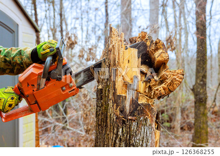 Forestry worker cuts through tree stump with chainsaw, sending sawdust flying in forested setting. Forestry worker cuts through tree stump with chainsaw, sending sawdust flying in forested setting. 126368255