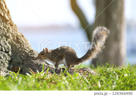 Beautiful wild gray squirrel in summer town park Beautiful wild gray squirrel in summer town park 126368490