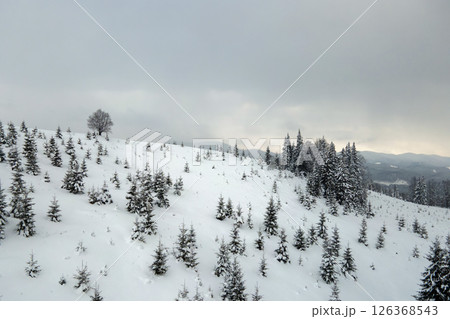 Aerial view of winter landscape with mountain hills covered with evergreen pine forest after heavy snowfall on cold quiet evening. 126368543