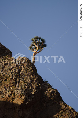 Dragon tree of Gran Canaria on a cliff. Dragon tree of Gran Canaria on a cliff. 126368575