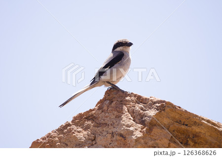 Great grey shrike. Great grey shrike. 126368626