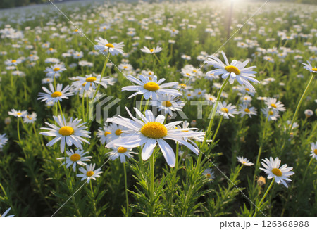 Spring meadow with blooming daisies, Beautiful nature and Wild flowers 126368988