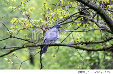 Vyakhir. A large wild pigeon on a branch, a woodpecker in close-up Vyakhir. A large wild pigeon on a branch, a woodpecker in close-up 126370379