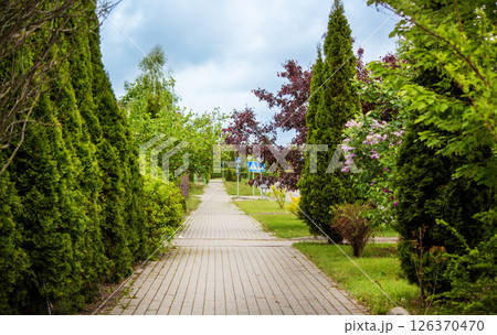 An alley surrounded by tall thuja, lilac and cherry trees 126370470