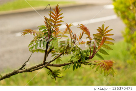 Common mountain ash branch with new leaves - Latin name - Sorbus aucuparia Common mountain ash branch with new leaves - Latin name - Sorbus aucuparia 126370475