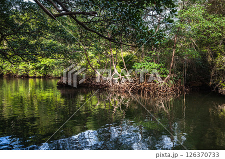 Lush mangrove trees surround a serene sea waters Lush mangrove trees surround a serene sea waters 126370733