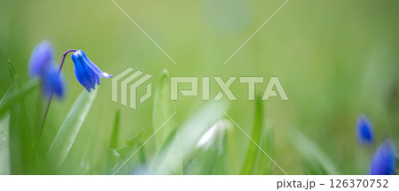Blooming in a spring meadow, beautiful blue siberian squill flowers create a vibrant and colorful scene, showcasing the delicate beauty of nature and the essence of renewal Blooming in a spring meadow, beautiful blue siberian squill flowers create a vibrant and colorful scene, showcasing the delicate beauty of nature and the essence of renewal 126370752