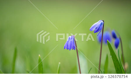 Blooming in a spring meadow, beautiful blue siberian squill flowers create a vibrant and colorful scene, showcasing the delicate beauty of nature and the essence of renewal 126370754