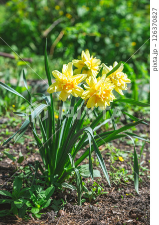 Yellow narcissus flowers are growing among green leaves in fertile garden soil during a warm spring season, creating a vibrant and colorful scene 126370827