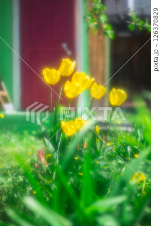 Yellow tulips are blooming in a garden, creating a vibrant display of color against a softly blurred background featuring a green wall and a burgundy door, soft photo effect Yellow tulips are blooming in a garden, creating a vibrant display of color against a softly blurred background featuring a green wall and a burgundy door, soft photo effect 126370829