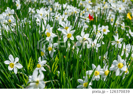 Beautiful white narcissus are blooming in a vibrant spring garden, creating a picturesque scene of colorful blossoms and lush green foliage 126370839