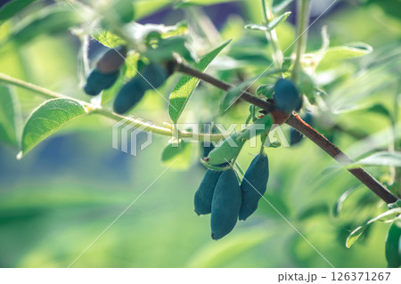 Ripe sweet blue honeysuckle berries or Lonicera caerulea or Haskap on the bush in spring garden Ripe sweet blue honeysuckle berries or Lonicera caerulea or Haskap on the bush in spring garden 126371267