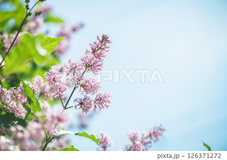 Pink lilac bushes against blue sky 126371272