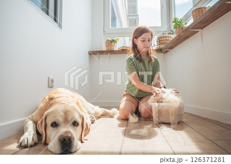girl combing the hair of her labrador dog. Problem spring molt pet. 126371281