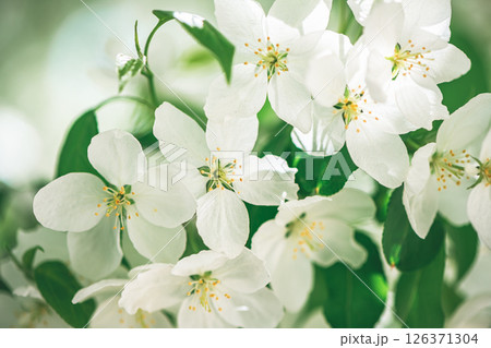 Fresh beautiful flowers of the apple tree blooming in the spring 126371304