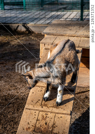Young and adult goats playing, climbing, and munching on hay in a fenced enclosure with a wooden shelter at the zoo, soaking up the warmth of a sunny day 126371352