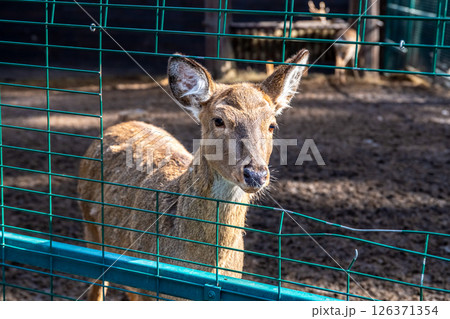 A young antlerless deer stands near a wire mesh enclosure at a zoo, looking curiously at an observer while surrounded by its natural habitat. A young antlerless deer stands near a wire mesh enclosure at a zoo, looking curiously at an observer while surrounded by its natural habitat. 126371354