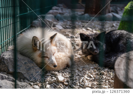 White fox and a black fox are lying down on gravel, curled up near rocks inside a fenced enclosure, possibly in a zoo or sanctuary, enjoying a peaceful moment of rest White fox and a black fox are lying down on gravel, curled up near rocks inside a fenced enclosure, possibly in a zoo or sanctuary, enjoying a peaceful moment of rest 126371360