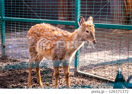Young sika deer standing in a zoo enclosure, showcasing growing antlers and a distinctive coat pattern, while displaying curious and serene youthful features in natural daylight Young sika deer standing in a zoo enclosure, showcasing growing antlers and a distinctive coat pattern, while displaying curious and serene youthful features in natural daylight 126371372