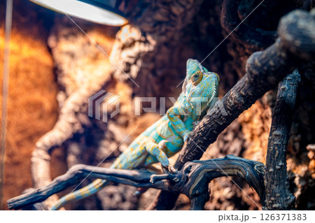 Close-up view of a veiled chameleon resting peacefully on coconut fiber bedding within a terrarium, surrounded by branches and showcasing its vibrant colors of orange, blue, and green Close-up view of a veiled chameleon resting peacefully on coconut fiber bedding within a terrarium, surrounded by branches and showcasing its vibrant colors of orange, blue, and green 126371383