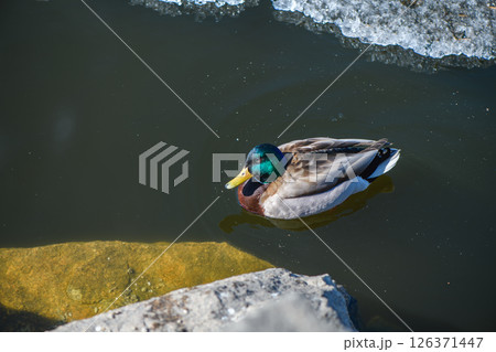 Mallard duck swims peacefully in a partially frozen lake, showcasing its vibrant plumage against the dark water and icy edge, a serene scene of wildlife adapting to the cold season 126371447