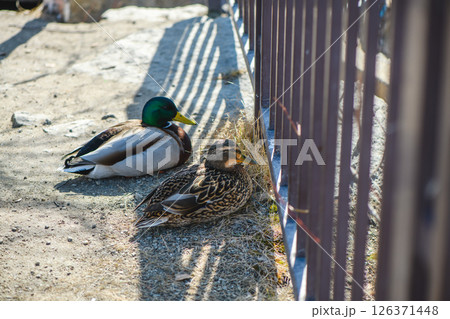 Male and female mallard ducks are resting peacefully on the ground near a metal fence in an urban park, enjoying the warm sunlight and the peaceful atmosphere 126371448
