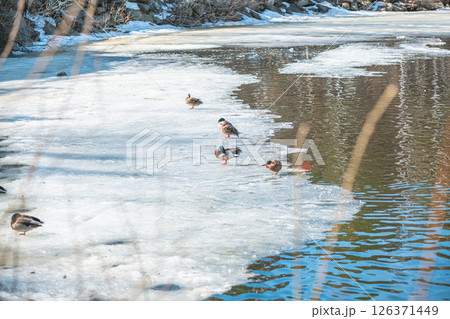Several ducks are standing and swimming on a partially frozen river on a sunny winter day, enjoying the melting ice and the reflections of trees in the water Several ducks are standing and swimming on a partially frozen river on a sunny winter day, enjoying the melting ice and the reflections of trees in the water 126371449