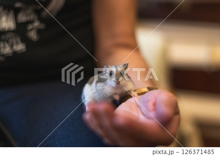 Bright natural light enhances the playful interaction between a child and her adorable pet hamster. Bright natural light enhances the playful interaction between a child and her adorable pet hamster. 126371485