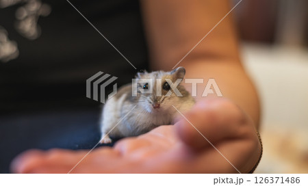 Bright natural light enhances the playful interaction between a child and her adorable pet hamster. Bright natural light enhances the playful interaction between a child and her adorable pet hamster. 126371486