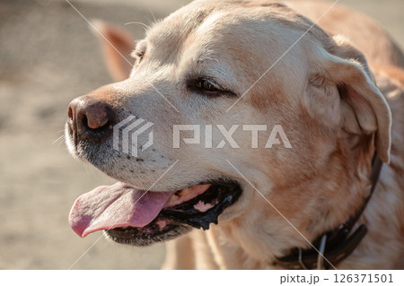 Close-up of a golden labrador retriever, panting with its tongue hanging out, enjoying the sunny outdoors and relishing the warmth of a beautiful summer day 126371501