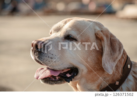 Close-up of a golden labrador retriever, panting with its tongue hanging out, enjoying the sunny outdoors and relishing the warmth of a beautiful summer day Close-up of a golden labrador retriever, panting with its tongue hanging out, enjoying the sunny outdoors and relishing the warmth of a beautiful summer day 126371502
