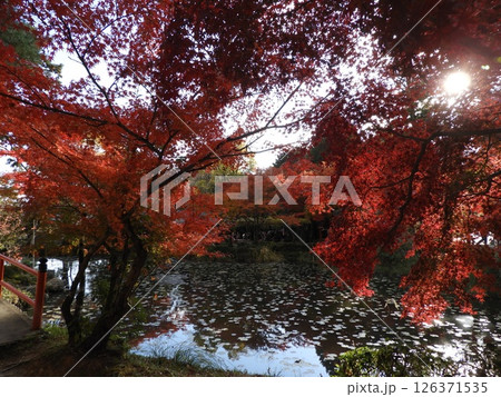紅葉映す水面と光、大原野神社・鯉沢池 126371535